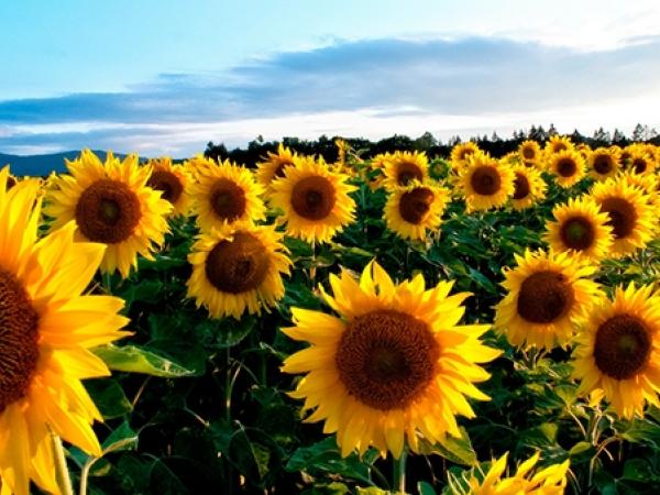 Новина Весняна посівна-2021: Скільки засіяли соняшника в Україні? Ранкове місто. Кропивницький