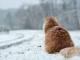 Прогноз погоди на 29 січня у Кропивницькому: очікується невеликий сніг