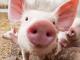 На Кіровоградщині зафіксували перший випадок африканської чуми свиней