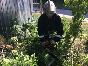 Новина На Кіровоградщині рятувальники прибирали дерева, що впали після сильного вітру Ранкове місто. Кропивницький