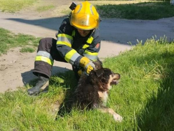 Новина Олександрійські рятувальники дістали собаку з ями на Садовій Ранкове місто. Кропивницький