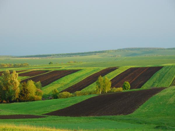 Новина Кіровоградщина: Мешканка села Інгуло-Кам'янка розповість про ошуканство з її землею Ранкове місто. Кропивницький