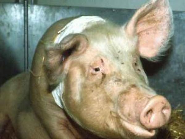 Новина На Кировоградщине увеличилось количество свиней Ранкове місто. Кропивницький