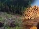 За незаконну вирубку дерев кропивничанину світить до 7 років ув'язнення