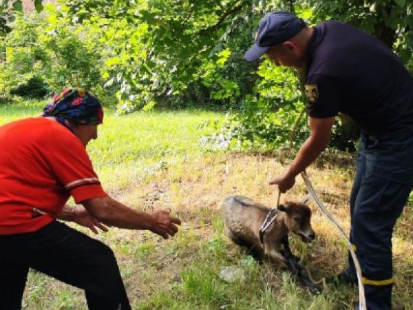 Новина Олександрівські рятувальники визволили козу з каналізаційного люку Ранкове місто. Кропивницький