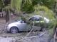 Одесситы не смогут получить компенсацию за автомобили, пострадавшие от деревьев