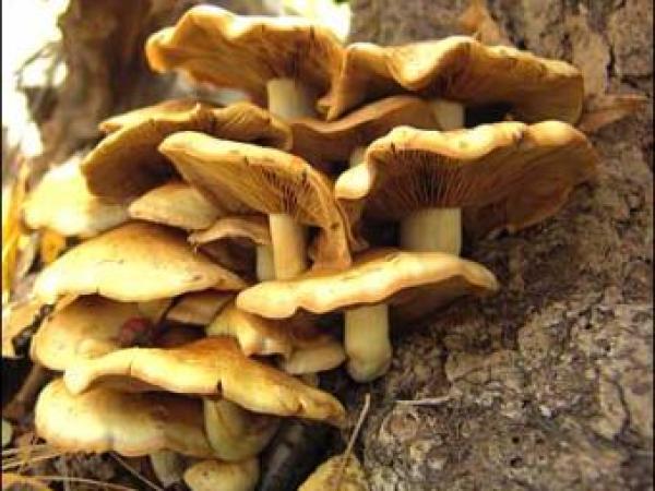 Новина На Кировоградщине зафиксировано 4 случая отравления грибами Ранкове місто. Кропивницький