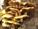 На Кировоградщине зафиксировано 4 случая отравления грибами