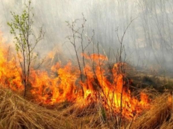 Новина Чим шкідливе випалювання сухостою? Ранкове місто. Кропивницький