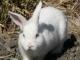 На Кировоградщине кроликов кормят снотворным маком