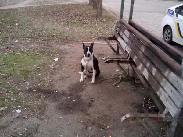 Новина Безвідповідальний господар залишив свою собаку напризволяще Ранкове місто. Кропивницький