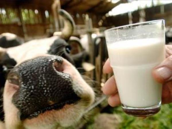Новина «Данон» поддержит производителей молока Кировоградщины Ранкове місто. Кропивницький