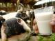 «Данон» поддержит производителей молока Кировоградщины