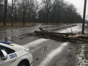 Новина Як у Кропивницькому прибирали дерево на вулиці Садовій (ВІДЕО) Ранкове місто. Кропивницький