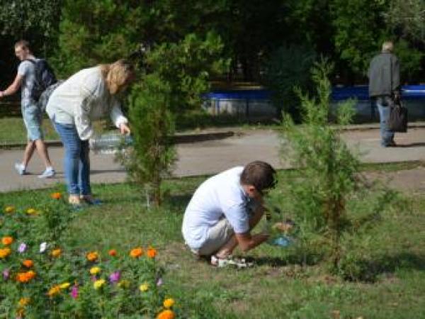 Новина Общественные активисты Кропивницкого взялись за спасение городских туй Ранкове місто. Кропивницький