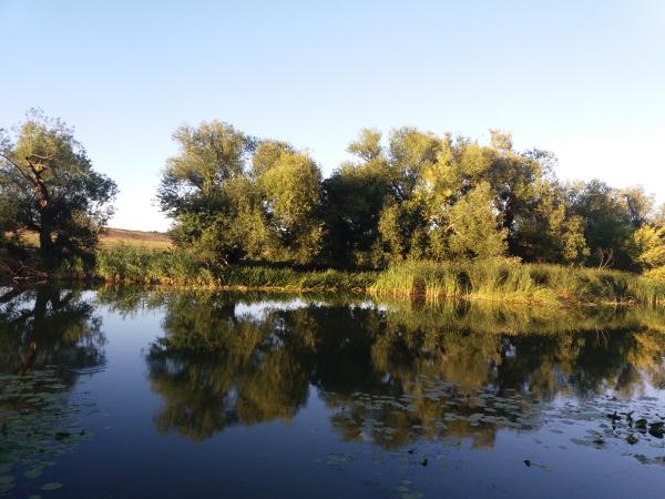 Новина Кіровоградщина: Як на Синюсі допомагають нереститися судаку (ВІДЕО) Ранкове місто. Кропивницький