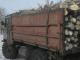 На Олександрійщині незаконно вирубується ліс