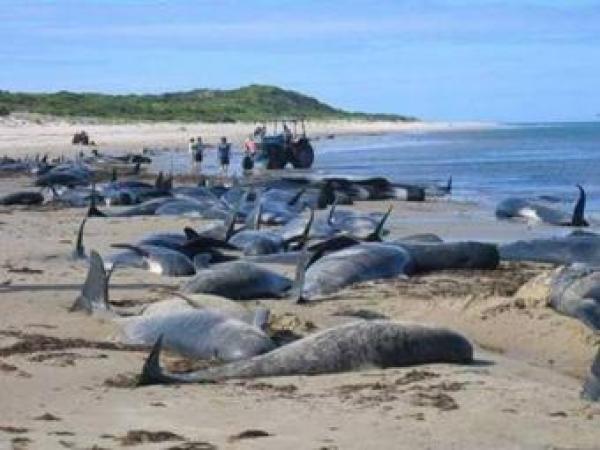 Новина Определены причины гибели дельфинов в Черном море Ранкове місто. Кропивницький