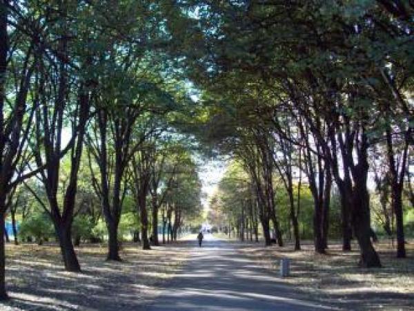 Новина Для одесских парков создадут отдельное коммунальное предприятие Ранкове місто. Кропивницький