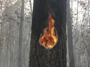 Новина В Крыму не прекращаются пожары Ранкове місто. Кропивницький