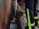 Кіровоградщина: В Олександрії рятувальники вивільнили собаку з парканової пастки