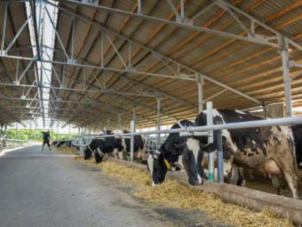 Новина На Кіровоградщині будують молочну ферму Ранкове місто. Кропивницький