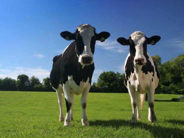 Новина Моцарт для корів, або Чи стане органічна продукція безпечною Ранкове місто. Кропивницький
