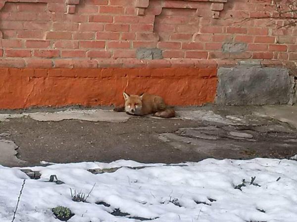 Новина Кропивницькі рятувальники йдуть на допомогу тваринам Ранкове місто. Кропивницький