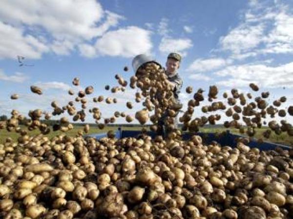 Новина Продукты в Украине дороже чем в Лондоне Ранкове місто. Кропивницький