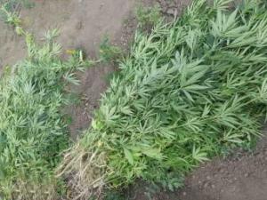 Новина Більше 4 тисяч нарковмісних рослин поліцейські вилучили на присадибних ділянках громадян Ранкове місто. Кропивницький