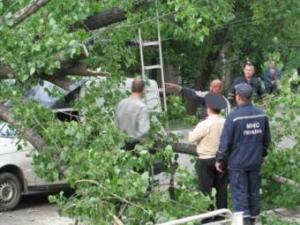 Новина В Макеевке дерево упало на автомобиль Ранкове місто. Кропивницький