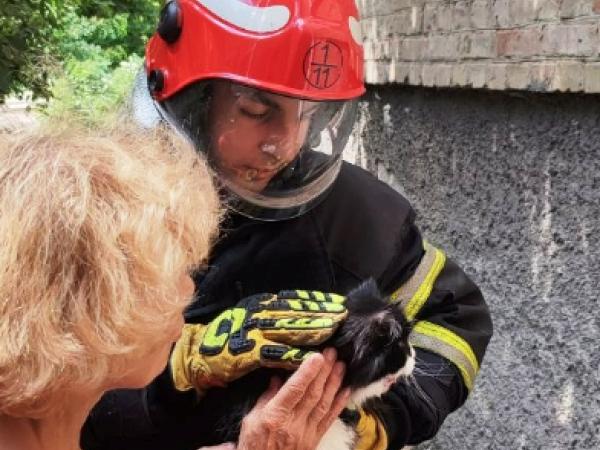 Новина У Кропивницькому довелося знімати двох котів із дерев Ранкове місто. Кропивницький