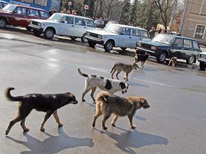 Новина Кропивницькі ловці тварин звітуватимуть про кількість вилову Ранкове місто. Кропивницький