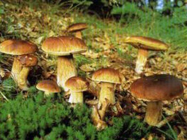 Новина На Кировоградщине 6 человек отравились грибами Ранкове місто. Кропивницький