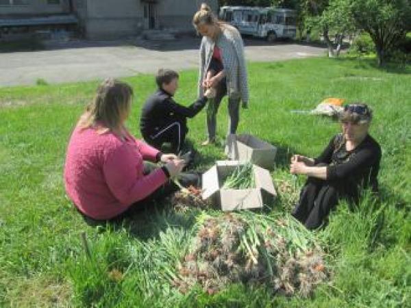 Новина Школьники вырастили зеленый лук для бойцов Ранкове місто. Кропивницький