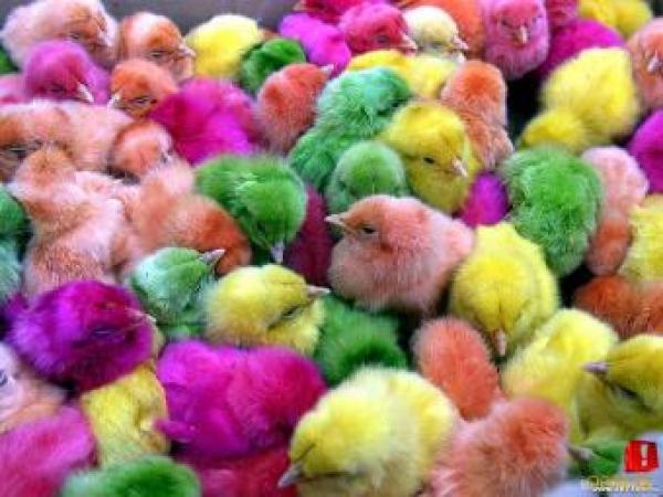 Новина Все виды птиц – от перепелки до индюка, вы найдете в Токмакской инкубаторной станции Ранкове місто. Кропивницький