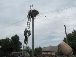 Новина На Кіровоградщині рятувальники повернули лелеченя до родинного гнізда (ФОТО) Ранкове місто. Кропивницький