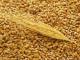 СБУ разоблачила растрату зерна из госрезерва на миллионы гривен