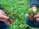 Аграрники Кіровоградщини високо оцінюють очікуваний урожай озимини
