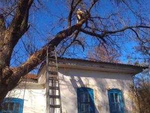 Новина На Новомиргородщині пожежники врятували музей «Тобілевичі» від аварійної гілки Ранкове місто. Кропивницький