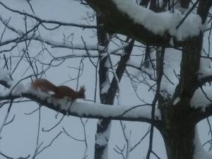 Новина Що робить білочка із зайвим горіхом? (ВІДЕО) Ранкове місто. Кропивницький