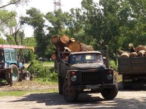 Новина Навіщо вирубують дерева на березі Інгулу? Ранкове місто. Кропивницький