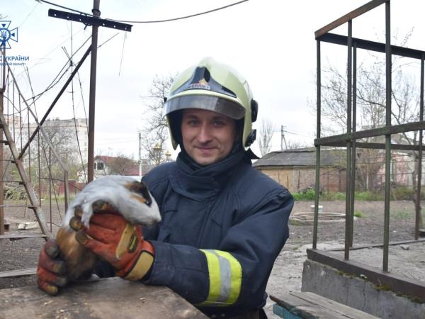 Новина Рятувальники Кропивницького привели до тями морську свинку на пожежі Ранкове місто. Кропивницький
