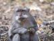 Змістовно від МОЗ: Що варто знати про вірус мавпячої віспи