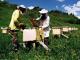 Донбасс способен экспортировать…пчел