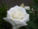 Именная роза выращена к 100-летнему юбилею Ливадийского дворца