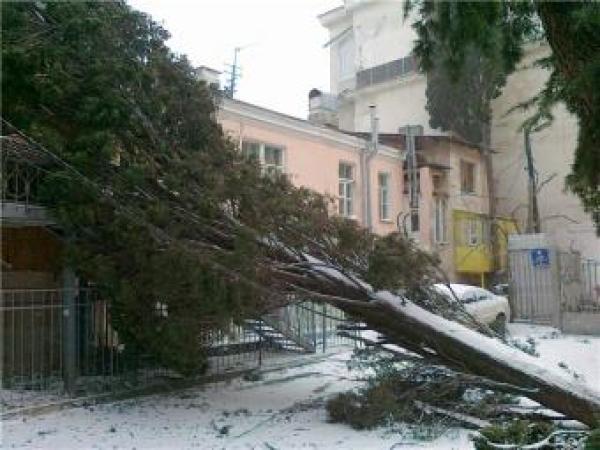 Новина В Алупке ураган поломал кипарисы и повалил электроопоры (ВИДЕО) Ранкове місто. Кропивницький