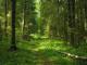 На Кіровоградщині триває системна робота з протидії незаконній вирубці лісів