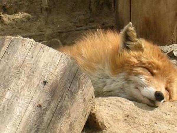 Новина В Донецкой области скоро на один зоопарк станет меньше Ранкове місто. Кропивницький