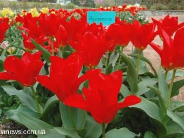 Новина В Ялте начался «Парад тюльпанов» (ФОТО) Ранкове місто. Кропивницький